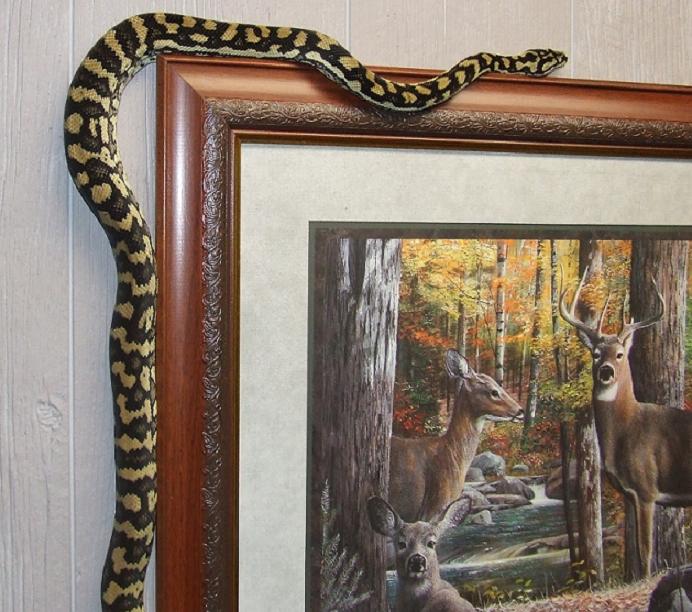 Jungle Carpet Python Female