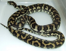 Jungle Carpet Python Female