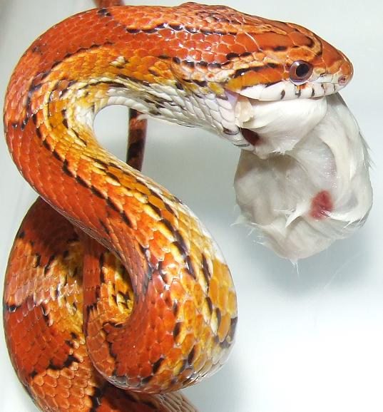 Okeetee Cornsnake - Male