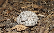 Crotalus mitchellie pyrrhus x stephensi