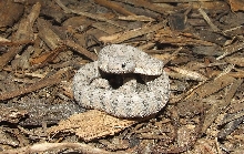 Crotalus mitchellie pyrrhus x stephensi