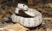 Crotalus mitchellie pyrrhus x stephensi