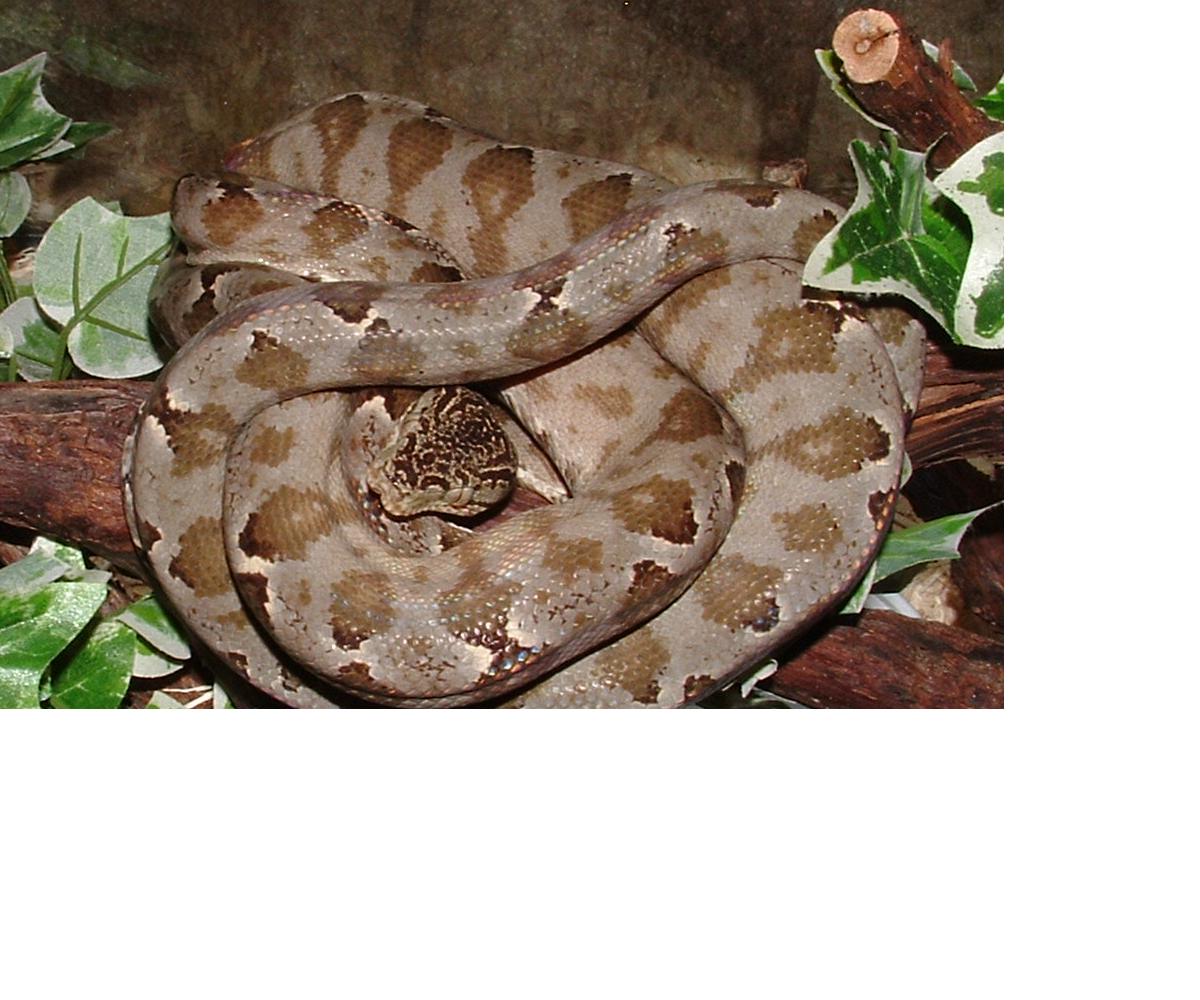 Amazon Tree Boa -  '03 Male