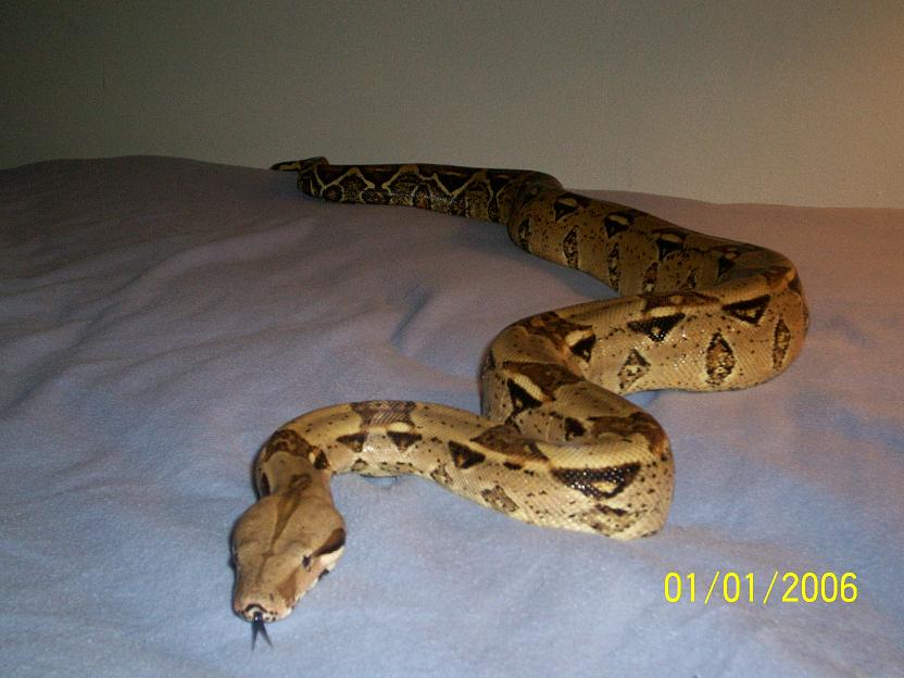 PASTEL REDTAIL