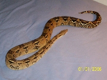 PASTEL REDTAIL