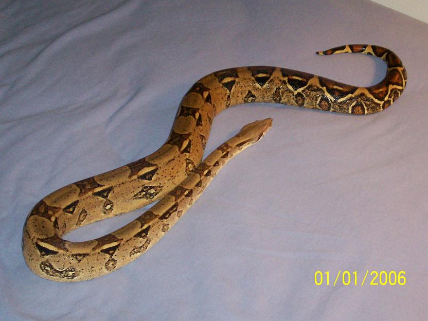 PASTEL REDTAIL
