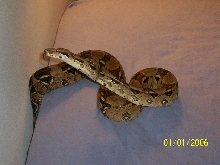 PASTEL REDTAIL