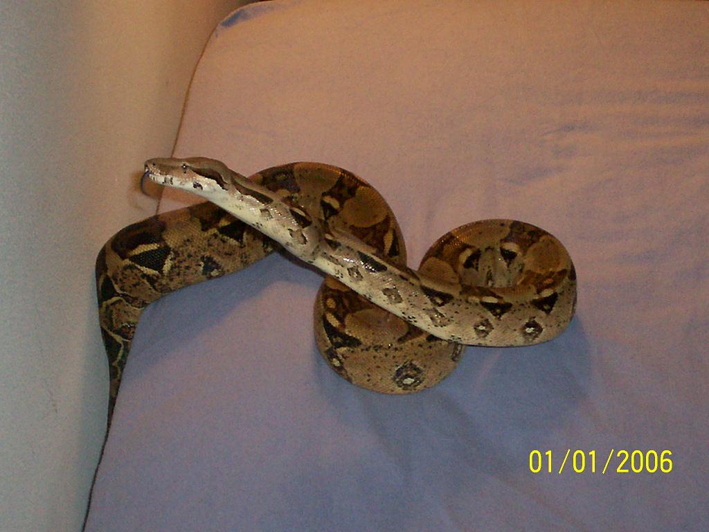 PASTEL REDTAIL