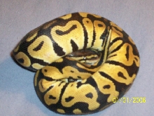 PASTEL BALL