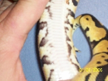 PASTEL BALL