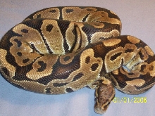 100% HET BUTTER MALE