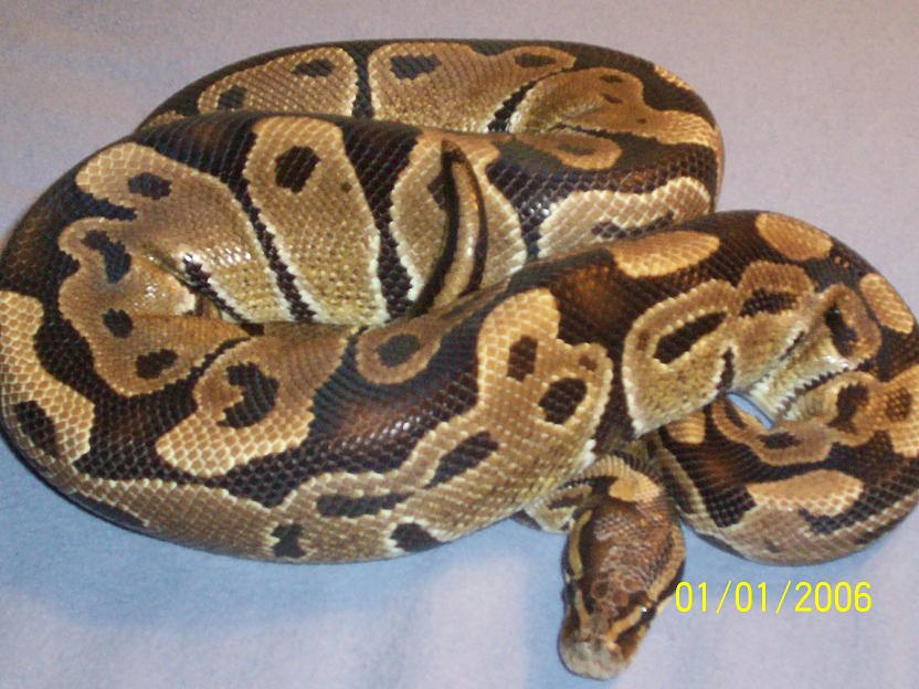 100% HET BUTTER MALE