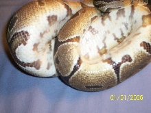 BUTTER BELLY