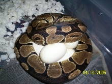 jason eggs