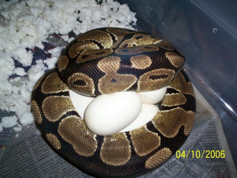 jason eggs