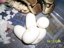 jason eggs