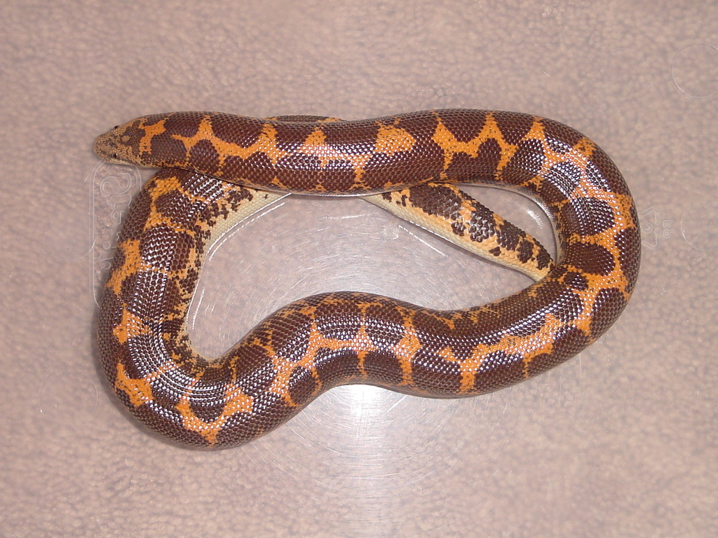 KSB1