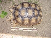 Sulcata2