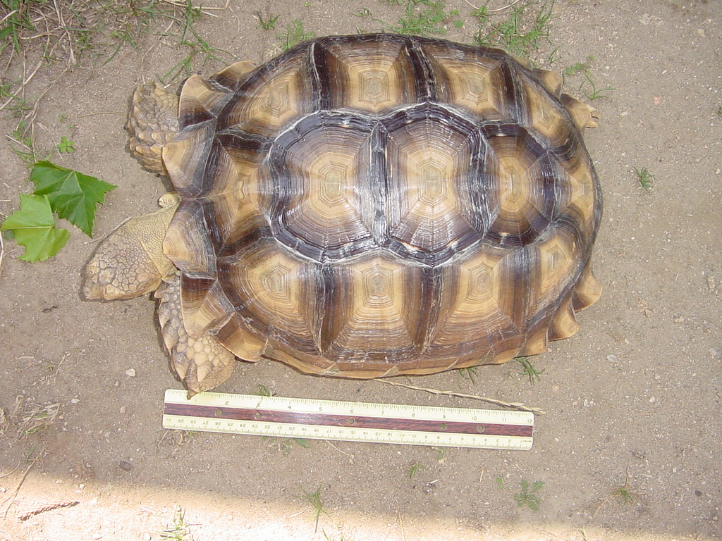 Sulcata2