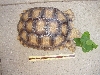 Sulcata1