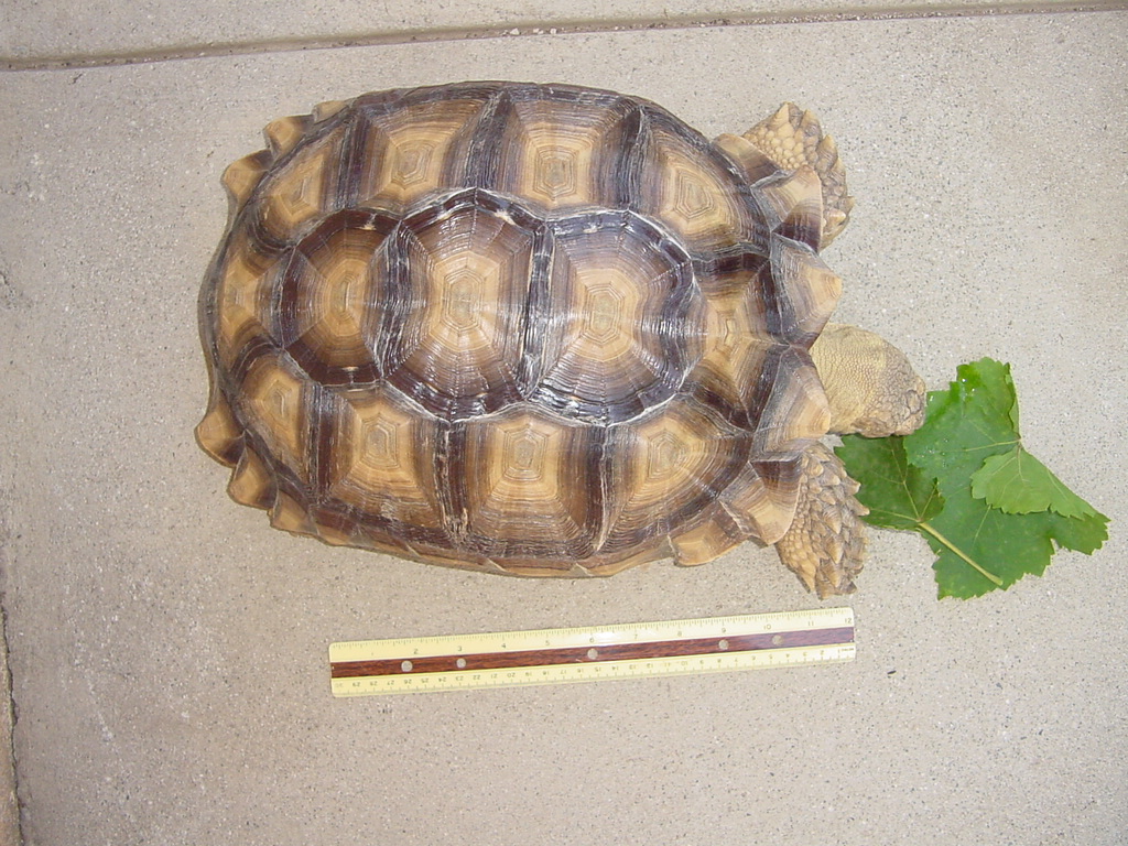 Sulcata1