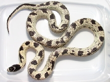 LGC04 Female Dam