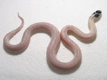 LGC0705 Male