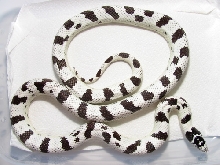 LGC07 Male Sire