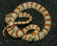 LMT-1-M