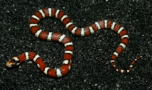 LMT-11-M