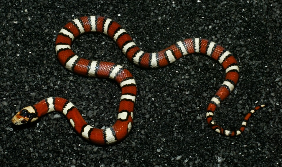 LMT-11-M
