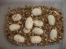 LMT-7-F, 11 eggs laid 3/31/06