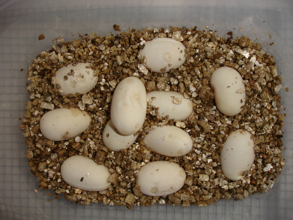 LMT-7-F, 11 eggs laid 3/31/06
