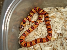 LMT-13-F, orange leonis, CB 05
