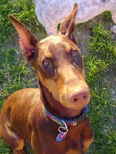 Tiara at 6 months close-up