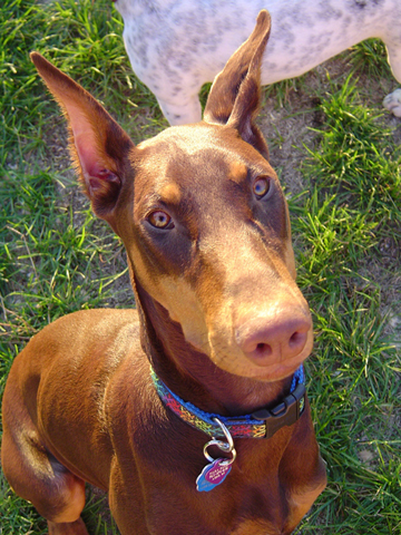 Tiara at 6 months close-up