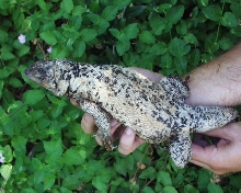 2005 Hybrid Chuckwalla