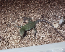 cb hatchling Ctenosaurus h. conspicuosa