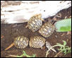 cb Leopard torts