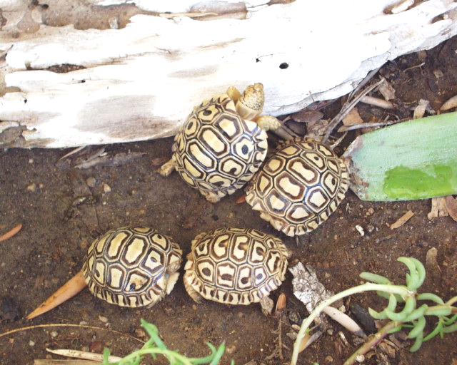 cb Leopard torts