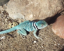 Male dickersonae