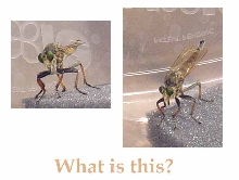 Dragon-Horse Fly?