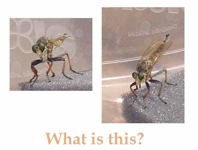 Dragon-Horse Fly?