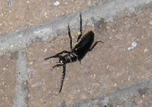 beetle