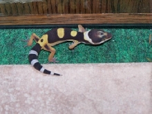 Hatchling3 10-17-05