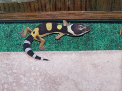 Hatchling3 10-17-05