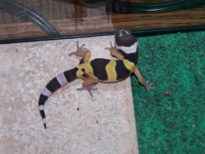Hatchling4 10-17-05
