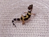 Hatchling5 10-31-05