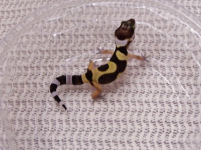 Hatchling5 10-31-05