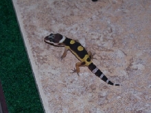 Hatchling6 11-21-05B